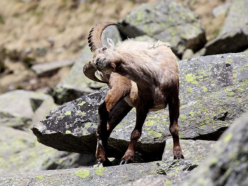 Stambecchi Gran Paradiso